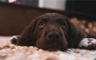 Adorable brown puppy resting on a cozy blanket