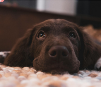 Adorable brown puppy resting on a cozy blanket