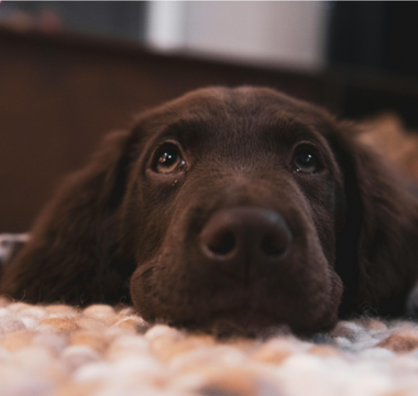Adorable brown puppy resting on a cozy blanket