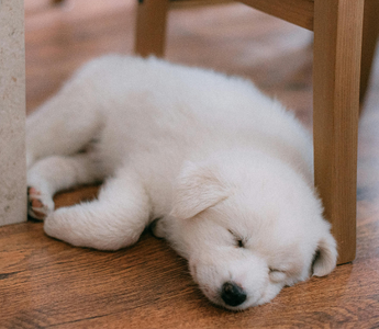 Adorable white puppy sleeping soundly under a wooden chair on a hardwood floor.