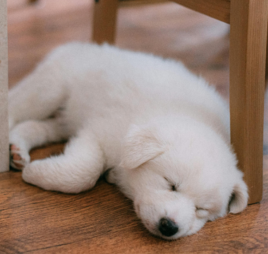 Adorable white puppy sleeping soundly under a wooden chair on a hardwood floor.