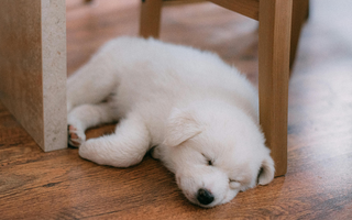 Will My Pet’s Spirit Follow Me If I Move? Finding Comfort in Grief