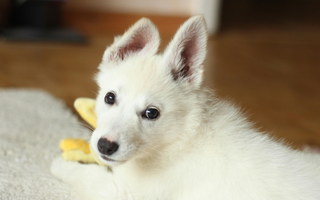 Adorable white Swiss Shepherd puppy playing with toy