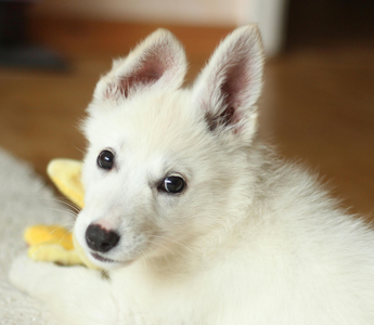 Adorable white Swiss Shepherd puppy playing with toy