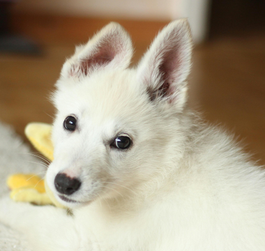 Adorable white Swiss Shepherd puppy playing with toy