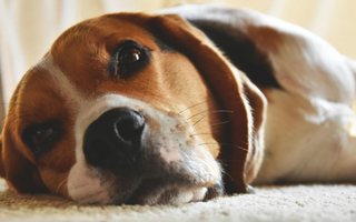 Close-up of a beagle dog resting on a carpet