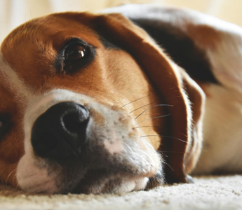Close-up of a beagle dog resting on a carpet