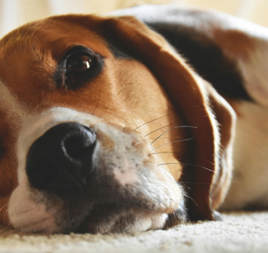 Close-up of a beagle dog resting on a carpet