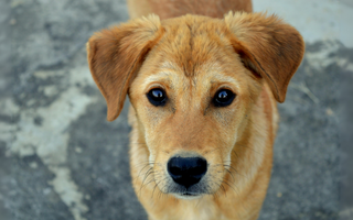 Adorable golden-brown puppy looking directly at the camera.