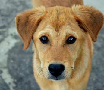 Adorable golden-brown puppy looking directly at the camera.