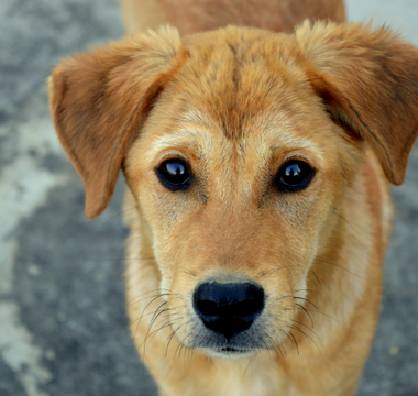 Adorable golden-brown puppy looking directly at the camera.