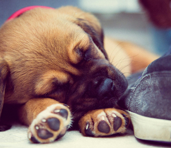 Adorable brown puppy sleeping peacefully between shoes