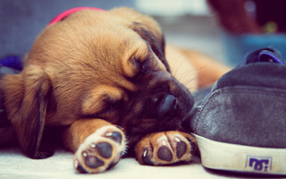 Coping With Guilt After Pet Burial: Finding Peace in Your Choice