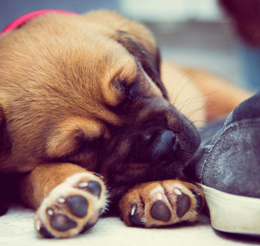 Coping With Guilt After Pet Burial: Finding Peace in Your Choice