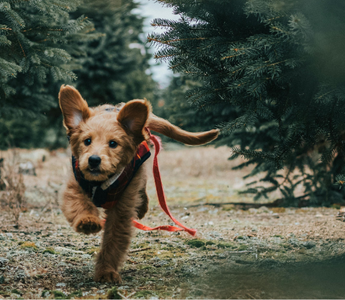 Happy Goldendoodle puppy running through a Christmas tree farm.