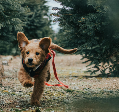 Happy Goldendoodle puppy running through a Christmas tree farm.
