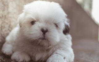 Adorable fluffy white Shih Tzu puppy sitting outdoors
