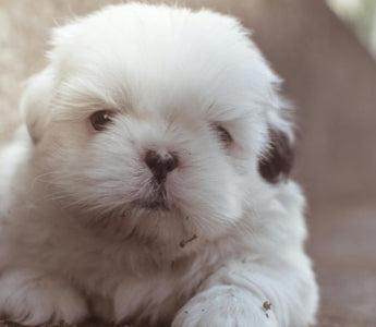 Adorable fluffy white Shih Tzu puppy sitting outdoors