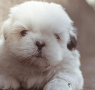 Adorable fluffy white Shih Tzu puppy sitting outdoors