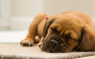 Adorable brown puppy sleeping soundly on a rug.