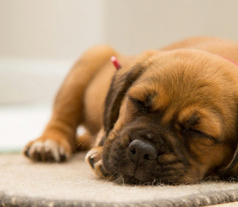Adorable brown puppy sleeping soundly on a rug.