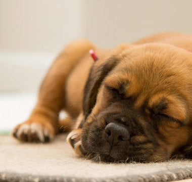 Adorable brown puppy sleeping soundly on a rug.