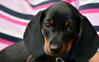 Adorable black and tan dachshund puppy wearing a blue collar