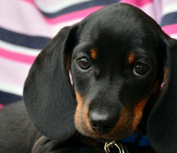 Adorable black and tan dachshund puppy wearing a blue collar