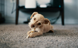 Adorable puppy chewing on a dog treat on a carpet