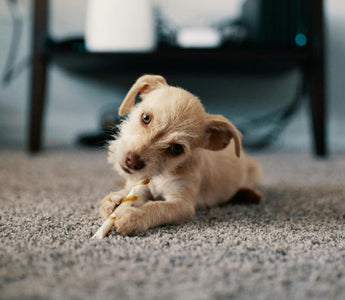 Adorable puppy chewing on a dog treat on a carpet