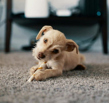 Adorable puppy chewing on a dog treat on a carpet