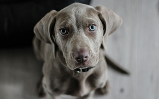 Adorable Weimaraner puppy sitting and looking at the camera