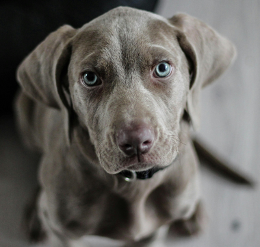 Adorable Weimaraner puppy sitting and looking at the camera