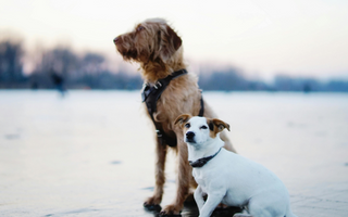 Two dogs, a Wirehaired Pointing Griffon and a Jack Russell Terrier, sit together on a frozen lake.