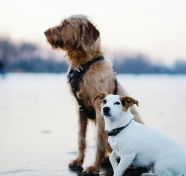 Two dogs, a Wirehaired Pointing Griffon and a Jack Russell Terrier, sit together on a frozen lake.