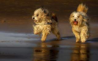 Two fluffy Tibetan Terriers run playfully on a wet sandy beach at sunset.