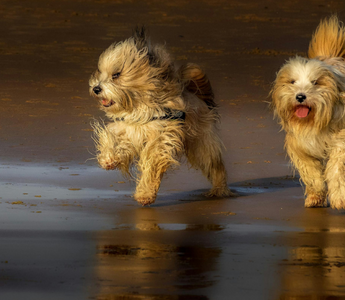 Two fluffy Tibetan Terriers run playfully on a wet sandy beach at sunset.