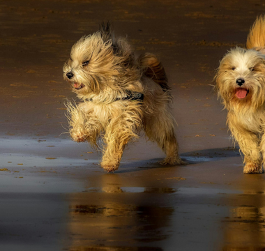 Two fluffy Tibetan Terriers run playfully on a wet sandy beach at sunset.