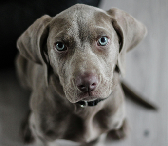 Get Out of Your Head: Jack’s Advice for Healing Grief After Pet Loss