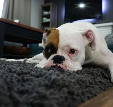 Healing the Hole in Your Heart After Pet Loss: Jack’s Loving Advice