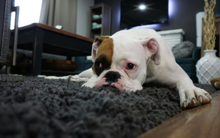 Sad white and tan Boxer dog resting on a gray rug