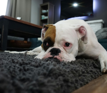 Sad white and tan Boxer dog resting on a gray rug