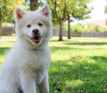 Adorable fluffy white puppy sitting in a sunny park