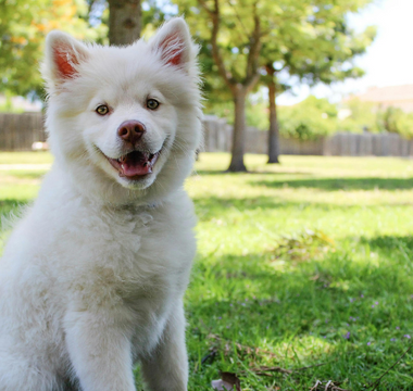 Adorable fluffy white puppy sitting in a sunny park