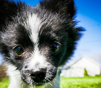 Close-up of an adorable black and white Papillon puppy looking directly at the camera.
