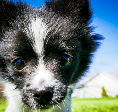 Close-up of an adorable black and white Papillon puppy looking directly at the camera.