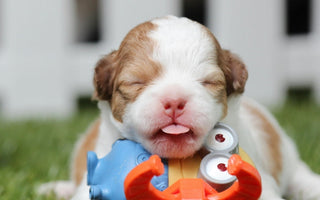 Love, Loss, and the Gift of a New Pet