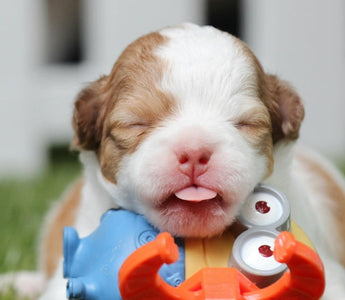 Love, Loss, and the Gift of a New Pet