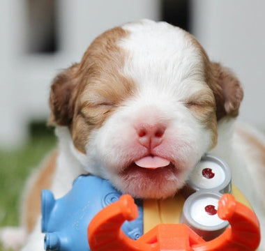 Love, Loss, and the Gift of a New Pet