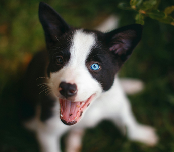 Adorable black and white puppy with blue eyes looks up